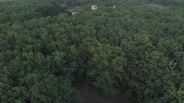 Groene Bos Bovenaanzicht Natuur Reizen — Stockvideo