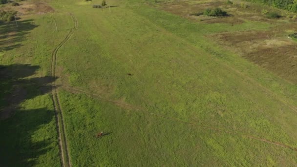 Vue sur la forêt et les vaches. Voyages 