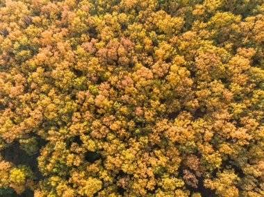 Sonbahar ormanda sonbahar - üstten görünüm