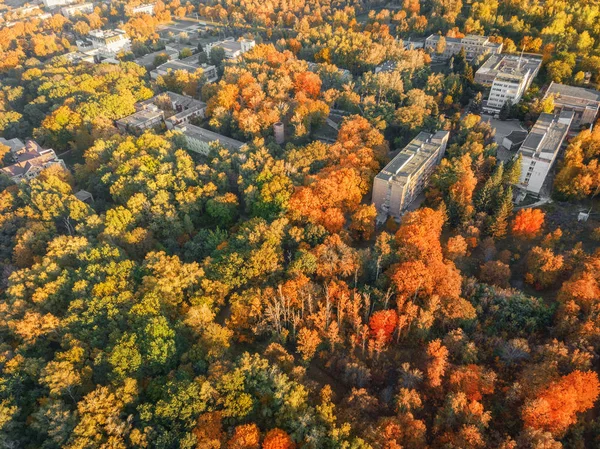 Hermoso Bosque Otoño Otoño Vista Superior — Foto de Stock