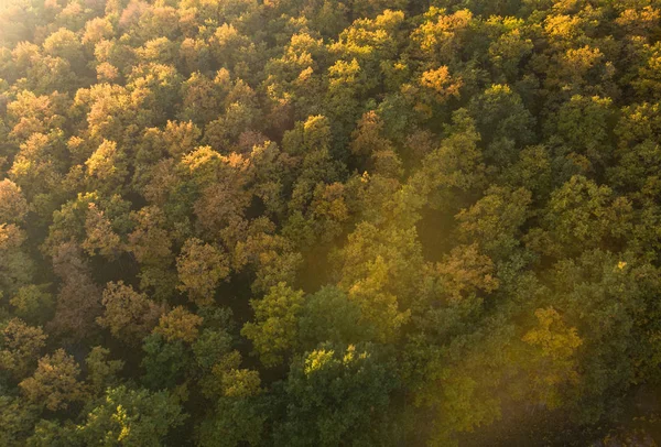 Bela Floresta Outono Vista Aérea Natureza — Fotografia de Stock