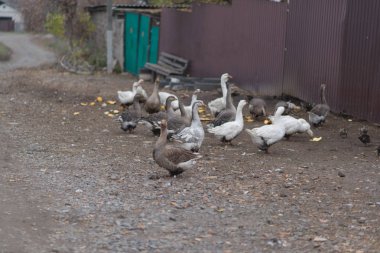 Köyün yarda üzerinde kaz