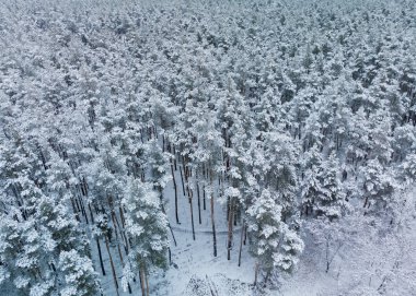 Kış orman - yukarıdan görünüm