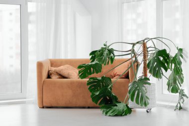 Bir kanepe, bir çiçek ve büyük pencereler ile iç