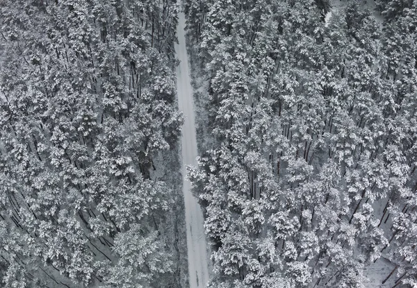 Vinter Skog Med Ett Fågelperspektiv — Gratis stockfoto