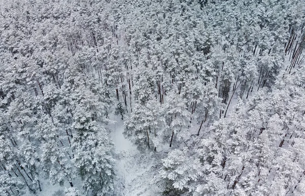 Frumoasa Pădure Iarnă Vedere Sus — Fotografie, imagine de stoc