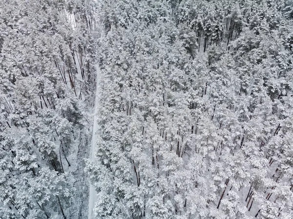 Hutan Musim Dingin Yang Indah Alam — Stok Foto