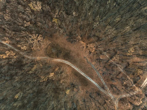 11月森林 顶部视图 — 图库照片