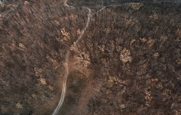 Listopada Ponury Las Widok Góry — Darmowe zdjęcie stockowe