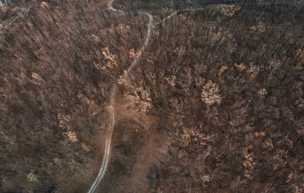 Pădurea Întunecată Din Noiembrie Vedere Sus — Fotografie de stoc gratuită