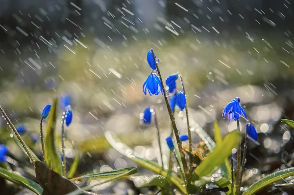 Scilla Dešti Abstraktním Přírodním Pozadí — Stock fotografie