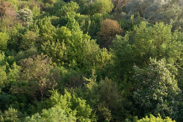 Εναέρια Θέα Του Δάσους Της Πράσινης Άνοιξης — Φωτογραφία Αρχείου