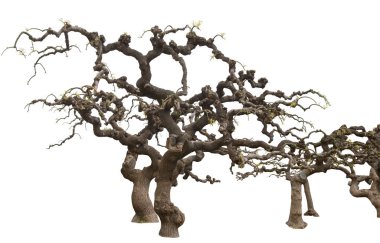 Ağaçlar beyaza izole edilmiş. Japon Sophora