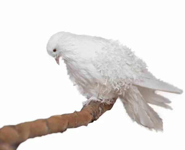 孤立した背景に白い鳩 — ストック写真