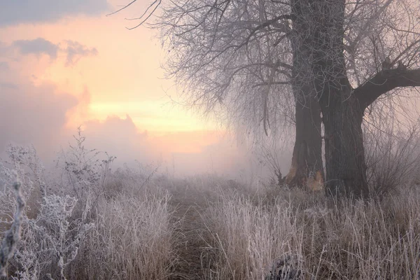 Ochtend Vorst Boom Zon — Stockfoto