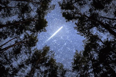 Ormanın üstündeki gece gökyüzündeki kuyruklu yıldız