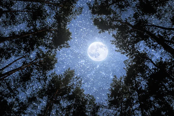 Luna Sobre Bosque Nocturno —  Fotos de Stock