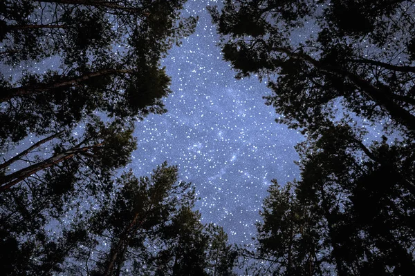 View Starry Sky Pine Forest — Stock Photo, Image