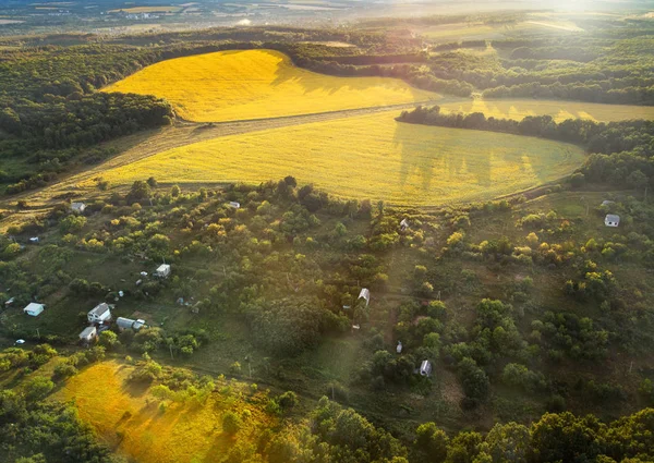 Topputsikt Över Solrosfälten Och Ängarna — Gratis stockfoto