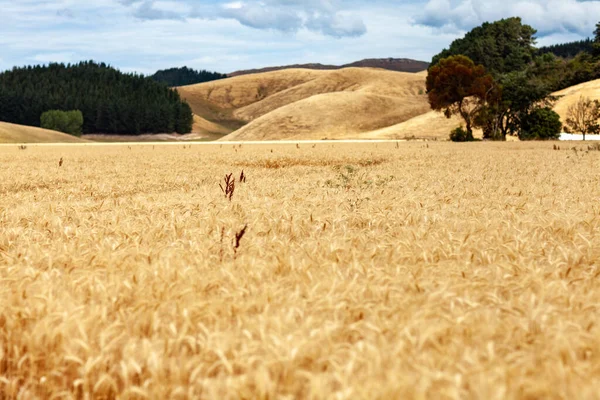 Пшеничное Поле Уши Золотой Пшеницы Закрываются Закатный Пейзаж Природы Сельские — стоковое фото