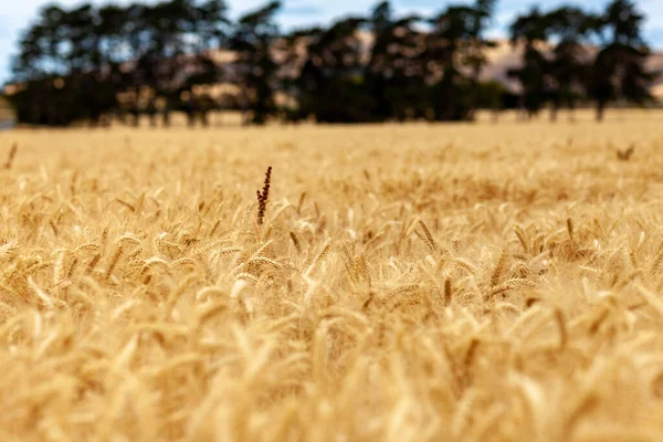 Weizenfeld Ähren Aus Goldenem Weizen Aus Nächster Nähe Schöne Natur — Stockfoto