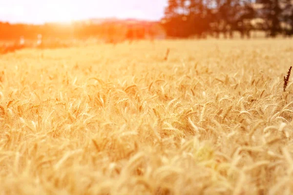 Пшеничное Поле Уши Золотой Пшеницы Закрываются Закатный Пейзаж Природы Сельские — стоковое фото