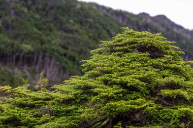 Kamikochi Japonya, Azusagawa Nehri ve Larch ağaçları, Kuzey Japonya 'daki Kamikochi Ulusal Parkı.