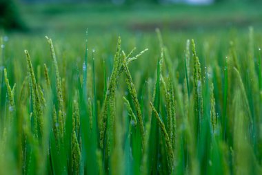 Yeşil çeltik pirinç fabrikasını kapatın. Japonya 'daki çeltik tarlasında pirinç yetiştirme.
