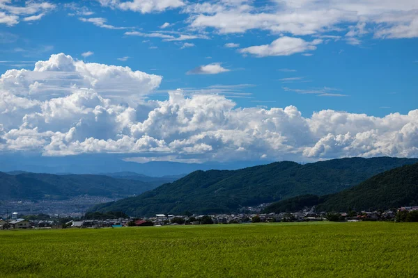 Zavřít Zelenou Neloupanou Rýži Rýžoviště Rýžovišti Japonsku — Stock fotografie