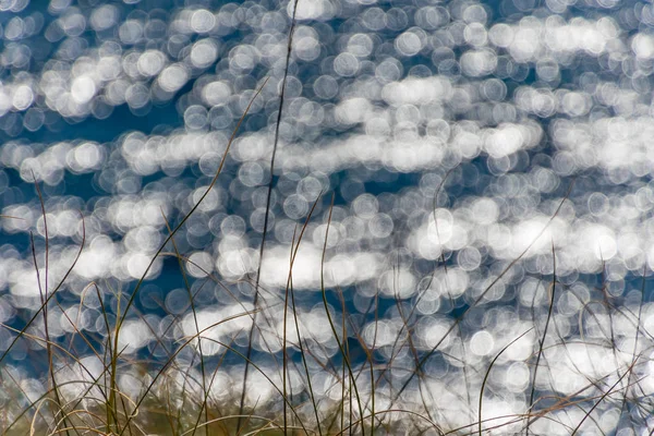 Piante selvatiche con sfondo bokeh di riflessi solari nel mare — Foto Stock