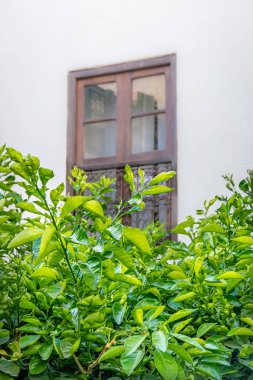 Arapça pencere arkaplanlı limon ağacı