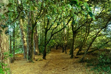 Morbihan Körfezi 'ndeki Bender Adası' nda bir orman. Fransa