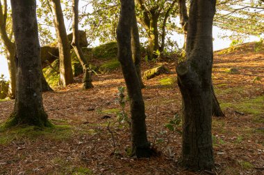 Morbihan Körfezi 'ndeki Bender Adası' nda bir orman. Fransa