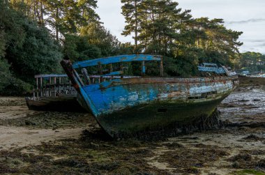 Morbihan Körfezi 'ndeki Bender Adası' ndaki tekne mezarlığı. Fransa.