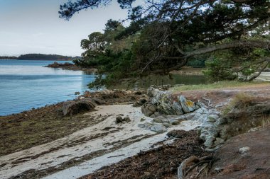 Morbihan Körfezi 'ndeki Bender Adası' nda bir orman. Fransa