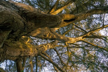 Morbihan Körfezi 'ndeki Bender Adası' nda bir orman. Fransa