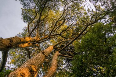 Morbihan Körfezi 'ndeki Bender Adası' nda bir orman. Fransa