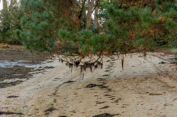 Forêt Sur Île Bender Dans Golfe Morbihan France — Photo