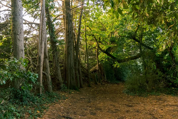 Bosque Isla Bender Golfo Morbihan Francia — Foto de Stock