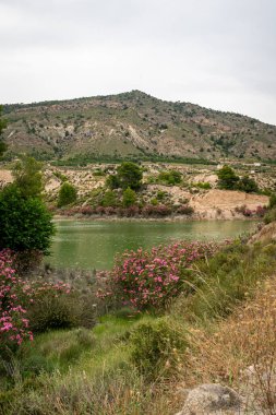 Murcia 'daki Mumyalama del Mayes' de lekenliler çiçek açıyor. İspanya