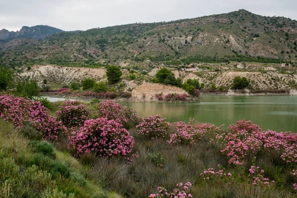 Oleandri Fiore Nell Embalse Del Mayes Murcia Spagna — Foto Stock