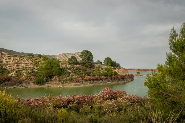 Oleanders Bloei Embalse Del Mayes Murcia Spanje — Stockfoto