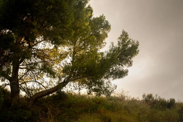Пейзаж Околиці Водосховища Мейєс Мурсії Іспанія — стокове фото