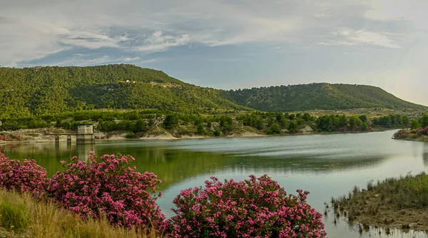 Oleandri Fiore Nell Embalse Del Mayes Murcia Spagna — Foto Stock