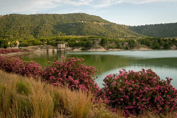 Πικροδόχοι Ανθίζουν Στο Embalse Del Mayes Στη Μούρθια Ισπανία — Φωτογραφία Αρχείου