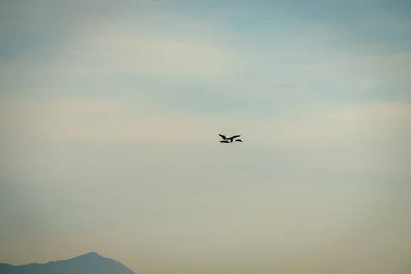 Ducks Flying Blue Sky — Stock Photo, Image