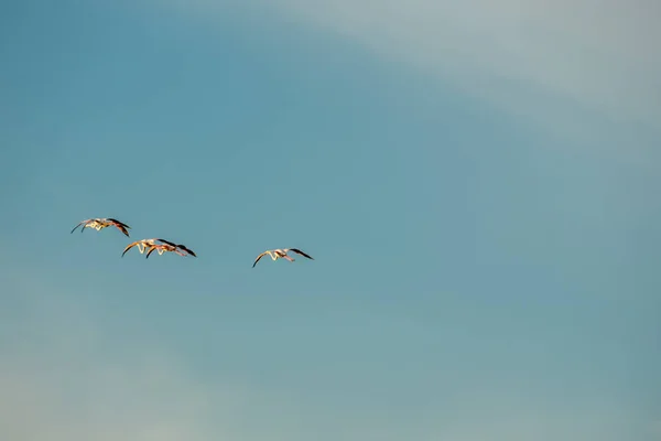 Fenicotteri Che Volano Nel Cielo Blu — Foto Stock