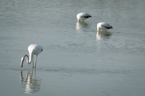Flamingos Comendo Uma Lagoa — Fotografia de Stock