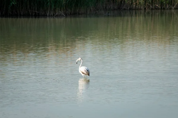 Flamingos Comendo Uma Lagoa — Fotografia de Stock