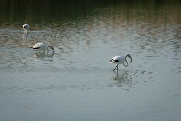 Flamingos Comendo Uma Lagoa — Fotografia de Stock